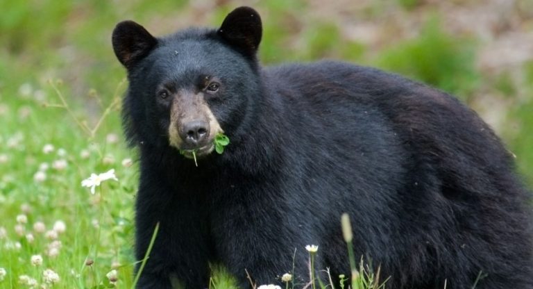 The Bear That Almost Started World War III